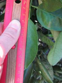              Unifoliolate leaf (Winter Haven, FL)       