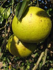              Fruit (Winter Haven, FL)       