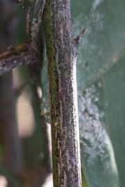              Second - third year twig (Riverside, CA)       