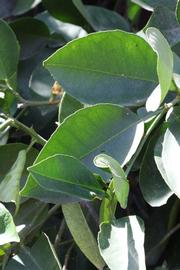              Sun leaves (Riverside, CA)       