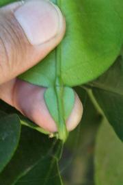              Petiole of  Citrus paradisi          (Oroblanco, Riverside, CA)       
