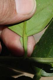              Petiole (Riverside, CA)       