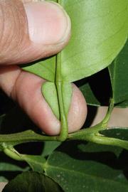              Petiole (Riverside, CA)       