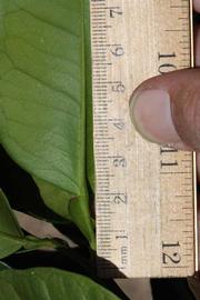              Unifoliolate leaf (Riverside, CA)       