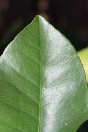               Margin (Riverside, CA)       