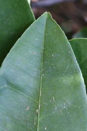               Margin (Riverside, CA)       