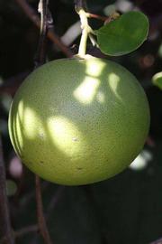            Fruit (Riverside, CA)   