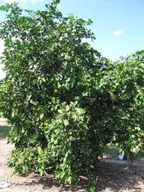            Habit (Winter Haven, FL)   