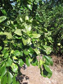              Sun leaves (Winter Haven, FL)       