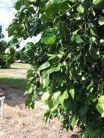              Sun leaves (Winter Haven, FL)       