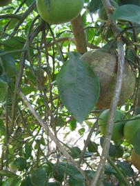              Shade leaves (Winter Haven, FL)       