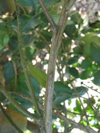              Second - third year twig (Winter Haven, FL)       