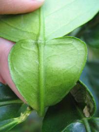              Petiole of  Citrus   paradisi          (Oroblanco, Riverside, CA)       