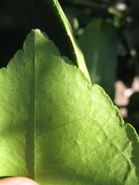              Margin (Winter Haven, FL)       