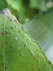              Margin (Winter Haven, FL)       