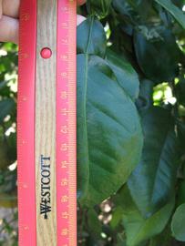              Unifoliolate leaf (Winter Haven, FL)       