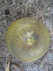              Fruit (Winter Haven, FL)       