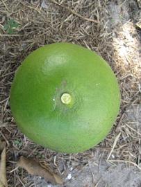              Immature fruit (Winter Haven, FL)       
