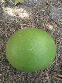              Immature fruit (Winter Haven, FL)       