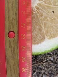              Fruit cross-section (Winter Haven, FL)       