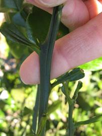              First year twig (Winter Haven, FL)       