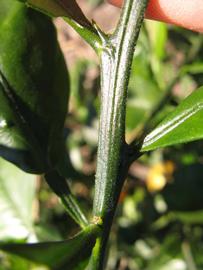              First year twig (Winter Haven, FL)       