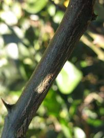              Second - third year twig (Winter Haven, FL)       