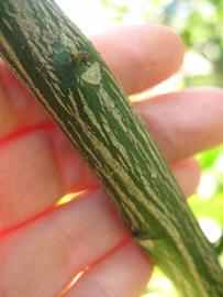              Second - third year twig (Winter Haven, FL)       