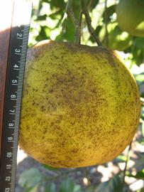              Fruit (Winter Haven, FL)       