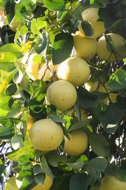              Fruit (Riverside, CA)       