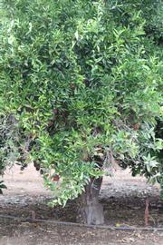            Habit (Riverside, CA)   