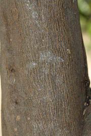            Bark (Riverside, CA)   