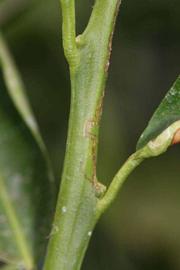            First year twig (Riverside, CA)   