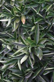              Sun leaves (Riverside, CA)       