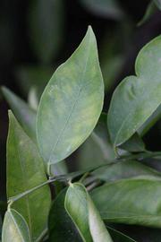              Unifoliolate leaf (Riverside, CA)       