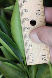              Unifoliolate leaf (Riverside, CA)       