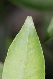              Margin (Riverside, CA)       