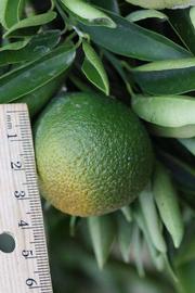            Immature fruit (Riverside, CA)   