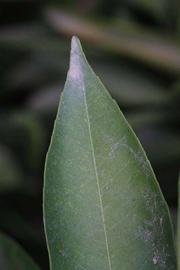              Margin (Riverside, CA)       