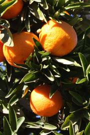              Fruit (Riverside, CA)       