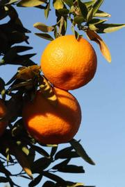              Fruit (Riverside, CA)       