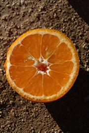              Fruit cross-section (Riverside, CA)       