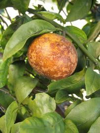              Fruit (Winter Haven, FL)       