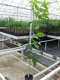            Habit (Phillip Rucks Citrus Nursery, Frostproof, FL)   