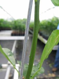              First year twig (Phillip Rucks Citrus Nursery, Frostproof,   FL)       