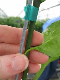              First year twig (Phillip Rucks Citrus Nursery, Frostproof,   FL)       