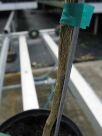              Second - third year twig (Phillip Rucks Citrus Nursery,   Frostproof, FL)       