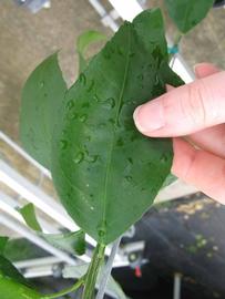              Unifoliolate leaf (Phillip Rucks Citrus Nursery, Frostproof,   FL)       