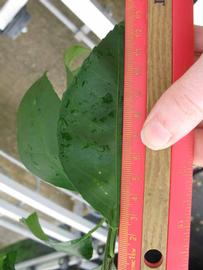              Unifoliolate leaf (Phillip Rucks Citrus Nursery, Frostproof,   FL)       