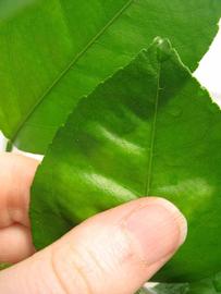              Margin (Phillip Rucks Citrus Nursery, Frostproof, FL)       